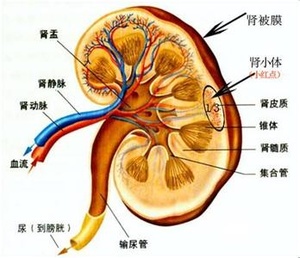 腎小球疾病